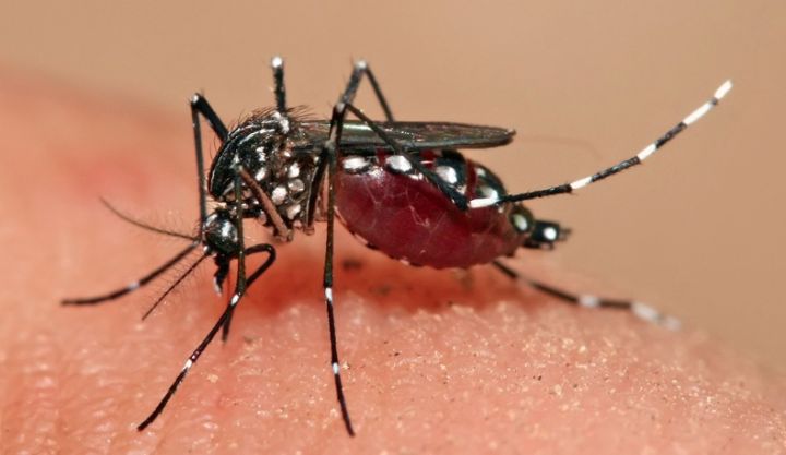Progression de la dengue en Côte d’Ivoire: Sensibilisation trop timide du gouvernement