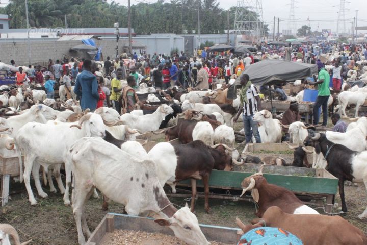 Tabaski 2019 : Le marché de bétail d’Abobo suffisamment approvisionné (président APCVBCI)